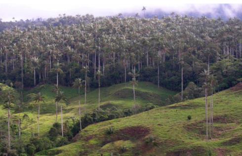 Bosque de Palmeras de Ocol — imagen 4