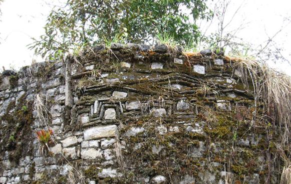 Congona — imagen 2