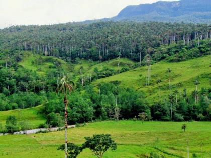 Bosque de Palmeras de Ocol — imagen 2