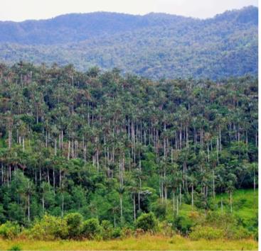 Bosque de Palmeras de Ocol — imagen 1