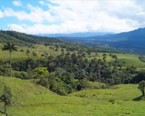 Vista de Bosque de Palmeras de Ocol, Amazonas, Perú