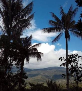 Bosque de Palmeras de Ocol — imagen 3